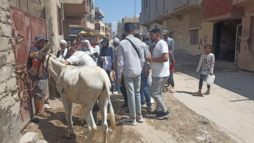 بيطري قنا تحصين 72 ألف رأس ماشية ضد الحمى القلاعية والوادي المتصدع 1 كانت ضمن نشاط صيفي.. تفاصيل صورة أسبوع تدريبي لطلاب طب بيطري العريش