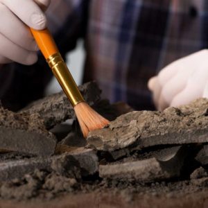 كلية العلوم الإنسانية والاجتماعية جامعة بدر بالقاهرة