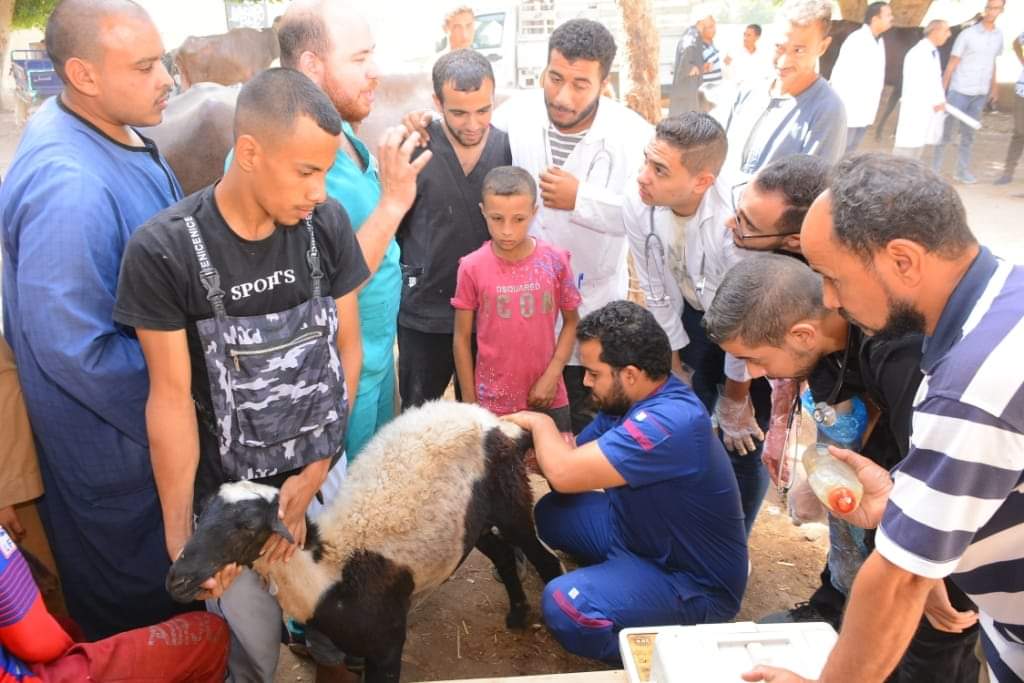 FB IMG 1727867290186 جامعة عين شمس جامعة أسيوط تطلق قافلة بيطرية شاملة إلى قرية بهيج ضمن مبادرة رئيس الجمهورية "بداية جديدة" موقع في الجامعة