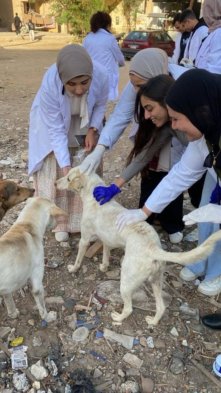 IMG 20241209 WA0060 وكيل التعليم ببنى سويف كلية الطب البيطري بالجامعة المصرية الصينية تطلق حملة لإنقاذ حيوانات الشوارع موقع في الجامعة