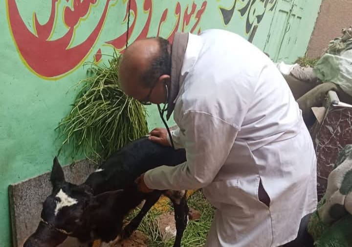 جامعة الزقازيق تطلق قافلة بيطرية مجانية لإنقاذ الثروة الحيوانية بقرية غزالة الخيس 1 FB IMG 1742249140996 جامعة الزقازيق تطلق قافلة بيطرية مجانية لإنقاذ الثروة الحيوانية بقرية غزالة الخيس موقع في الجامعة