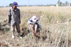 رئيس جامعة سوهاج يتناول الإفطار مع عمال مزرعة الجامعة.. ويشارك في حصاد 22 فدان قمح 3 رئيس جامعة سوهاح يتناول الإفطار مع عمال مزرعة الجامعة.. ويشارك في حصاد 22 فدان قمح