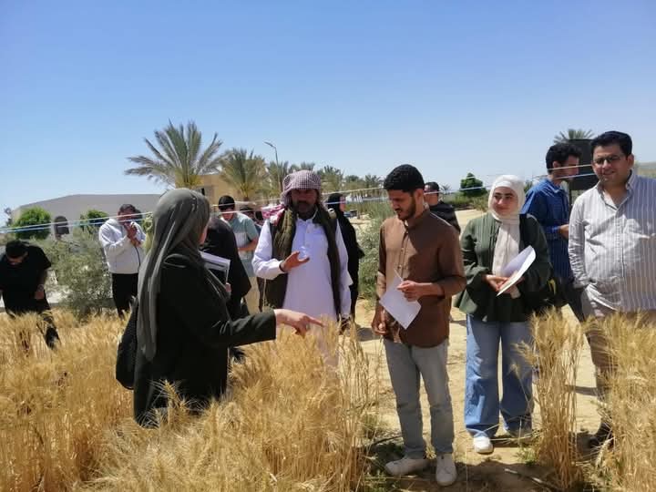 طلاب جامعة الملك سلمان يشاركون في تطبيقات مبتكرة لزراعة القمح في التربة الملحية 9 طلاب جامعة الملك سلمان