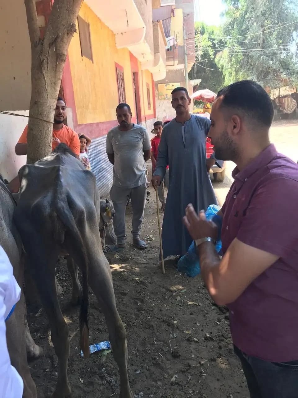 1750500688750 جامعة سوهاج ضمن حياة كريمة.. طب بيطري جامعة سوهاج” تطلق قافلة بقرية تونس موقع في الجامعة