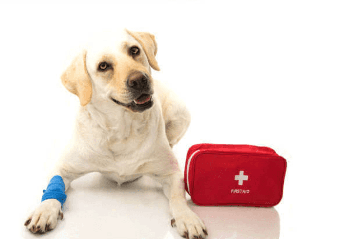 IMG ٢٠٢٥٠٨١١ ١٧٢٥٢٨ المصريين إسعافات أولية فورية بعد عضة كلب أو قطة.. اعرفها قبل فوات الأوان - فيديو موقع في الجامعة