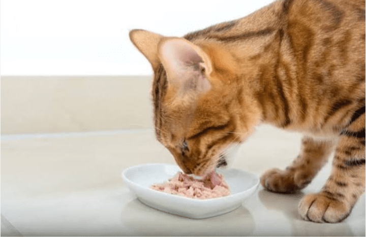 IMG ٢٠٢٥٠٨١١ ١٧٣٢٤٢ المصريين أطعمة ممنوعة على القطط والكلاب.. ونصائح للتغذية الصحيحة حسب السن - فيديو موقع في الجامعة