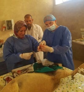 جامعة الإسكندرية تبدأ المرحلة الثانية من مبادرة «نحو بيئة آمنة» لتعزيز السلامة البيئية داخل الحرم الجامعي 3 IMG 9504 الإسكندرية جامعة الإسكندرية تبدأ المرحلة الثانية من مبادرة «نحو بيئة آمنة» لتعزيز السلامة البيئية داخل الحرم الجامعي موقع في الجامعة