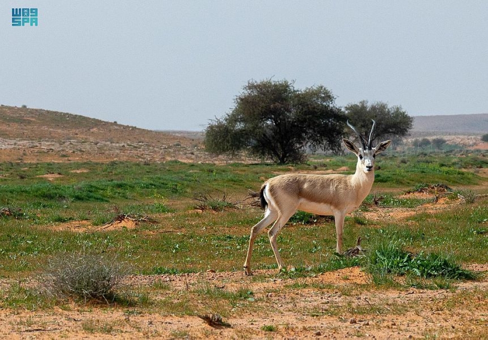 حظر إجراء أبحاث على النباتات النادرة والمهددة بالانقراض