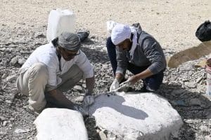جامعة الوادي الجديد تعلن اكتشاف سلحفاة بحرية