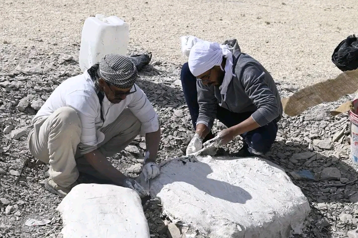 جامعة الوادي الجديد تعلن اكتشاف سلحفاة بحرية