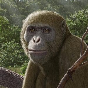 FB IMG 1774556712075 جامعة المنصورة إنجاز مصري عالمي.. جامعة المنصورة تدخل تاريخ “مجلة Science” باكتشاف يعيد رسم تطور القردة العليا موقع في الجامعة