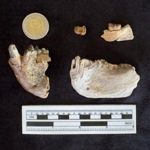 FB IMG 1774556723252 جامعة المنصورة إنجاز مصري عالمي.. جامعة المنصورة تدخل تاريخ “مجلة Science” باكتشاف يعيد رسم تطور القردة العليا موقع في الجامعة