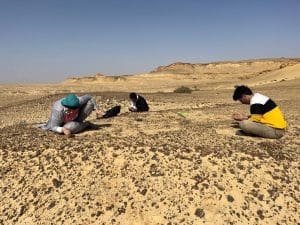 FB IMG 1774556725258 جامعة المنصورة إنجاز مصري عالمي.. جامعة المنصورة تدخل تاريخ “مجلة Science” باكتشاف يعيد رسم تطور القردة العليا موقع في الجامعة