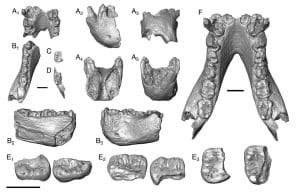 FB IMG 1774556744149 جامعة المنصورة إنجاز مصري عالمي.. جامعة المنصورة تدخل تاريخ “مجلة Science” باكتشاف يعيد رسم تطور القردة العليا موقع في الجامعة