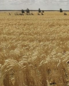 إنجاز علمي جديد نحو الاكتفاء الذاتي من القمح.. عالمان ببحوث الصحراء يتحديان الطبيعة في تحقيق إنتاجية مرتفعة من زراعة القمح بالمياه مرتفعة الملوحة 3 34c652a5 ba29 45c2 8e9e c15c8d60c4ac عالمان ببحوث الصحراء يتحديان الطبيعة إنجاز علمي جديد نحو الاكتفاء الذاتي من القمح.. عالمان ببحوث الصحراء يتحديان الطبيعة في تحقيق إنتاجية مرتفعة من زراعة القمح بالمياه مرتفعة الملوحة موقع في الجامعة