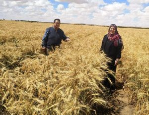 إنجاز علمي جديد نحو الاكتفاء الذاتي من القمح.. عالمان ببحوث الصحراء يتحديان الطبيعة في تحقيق إنتاجية مرتفعة من زراعة القمح بالمياه مرتفعة الملوحة 4 8256e368 8cb1 4d97 b851 82678e5d5467 عالمان ببحوث الصحراء يتحديان الطبيعة إنجاز علمي جديد نحو الاكتفاء الذاتي من القمح.. عالمان ببحوث الصحراء يتحديان الطبيعة في تحقيق إنتاجية مرتفعة من زراعة القمح بالمياه مرتفعة الملوحة موقع في الجامعة