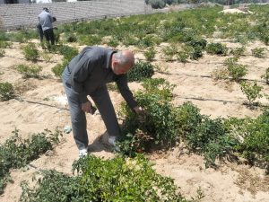 قافلة جامعة قناة السويس إلى بئر العبد تقدم خدمات طبية وبيطرية وزراعية متكاملة للأهالي 2 IMG 20260505 WA0070 جامعة قناة السويس قافلة جامعة قناة السويس إلى بئر العبد تقدم خدمات طبية وبيطرية وزراعية متكاملة للأهالي موقع في الجامعة