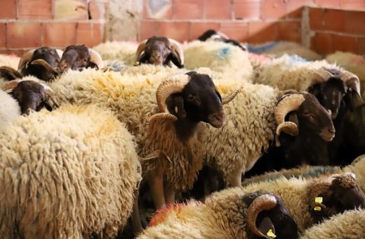 IMG 0323 المضادات الحيوية في تربية الدواجن كيف تختار أضحيتك للعيد؟.. إرشادات صحية مهمة من خبير بالمركز القومي للبحوث موقع في الجامعة
