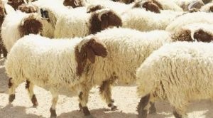 كيف تختار أضحيتك للعيد؟.. إرشادات صحية مهمة من خبير بالمركز القومي للبحوث 2 كيف تختار أضحيتك للعيد