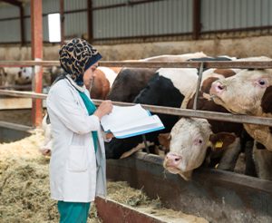 كلية الطب البيطري فرع رأس سدر
