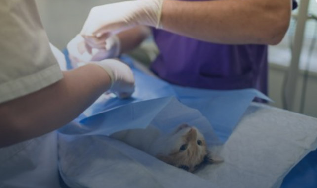 كلية الطب البيطري جامعة مدينة السادات الأهلية