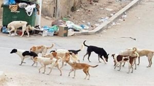 بعد الجدل حول الكلاب الضالة.. «البيطريين» توضح آليات التعامل القانونية والعلمية 2 939 الكلاب الضالة بعد الجدل حول الكلاب الضالة.. «البيطريين» توضح آليات التعامل القانونية والعلمية موقع في الجامعة