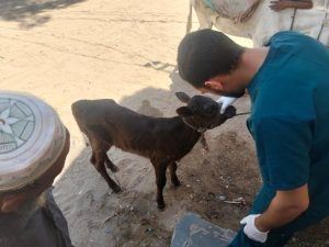 IMG 20260809 WA0013 جامعة قناة السويس تطلق قافلة تنموية بفايد جامعة قناة السويس تطلق قافلة تنموية بفايد.. فحص وعلاج 492 حالة و750 من الحيوانات والطيور موقع في الجامعة