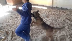 بعد تداول فيديو واقعة كلب مشتبه في إصابته بالسعار.. طب بيطري قناة السويس تكشف التفاصيل 2 فيديو واقعة كلب مشتبه في إصابته بالسعار