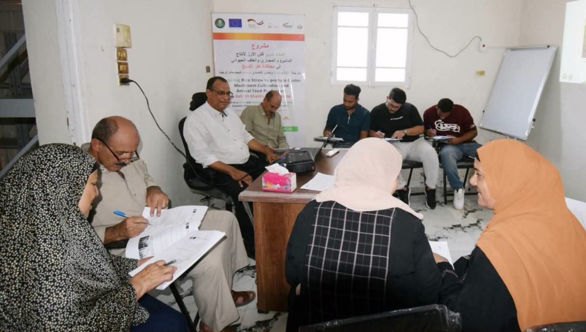 FB IMG 1789203553379 جامعة كفر الشيخ جامعة كفر الشيخ تحول قش الأرز إلى «مشروم محاري».. تدريب 50 مزارعا على حلول الاقتصاد الدائري موقع في الجامعة