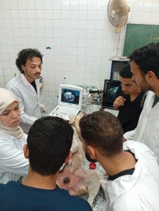 IMG 20260918 WA0086 جامعة قناة السويس تواصل تأهيل طلاب الطب البيطري 3 أيام من التدريب العملي.. جامعة قناة السويس تواصل تأهيل طلاب الطب البيطري لسوق العمل موقع في الجامعة