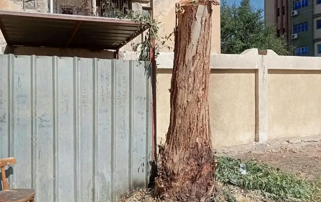 محافظ سوهاج يحيل مسؤولي مدرستين بساقلتة للتحقيق بسبب التقليم الجائر لأشجار معمرة
