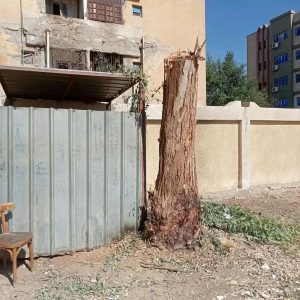 محافظ سوهاج يحيل مسؤولي مدرستين بساقلتة للتحقيق بسبب التقليم الجائر لأشجار معمرة