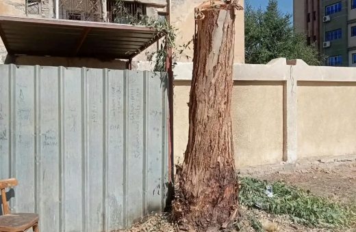 محافظ سوهاج يحيل مسؤولي مدرستين بساقلتة للتحقيق بسبب التقليم الجائر لأشجار معمرة