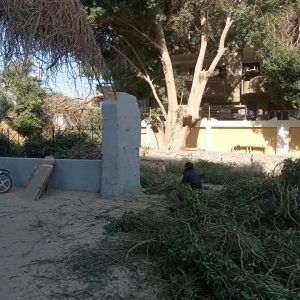 محافظ سوهاج يحيل مسؤولي مدرستين بساقلتة للتحقيق بسبب التقليم الجائر لأشجار معمرة